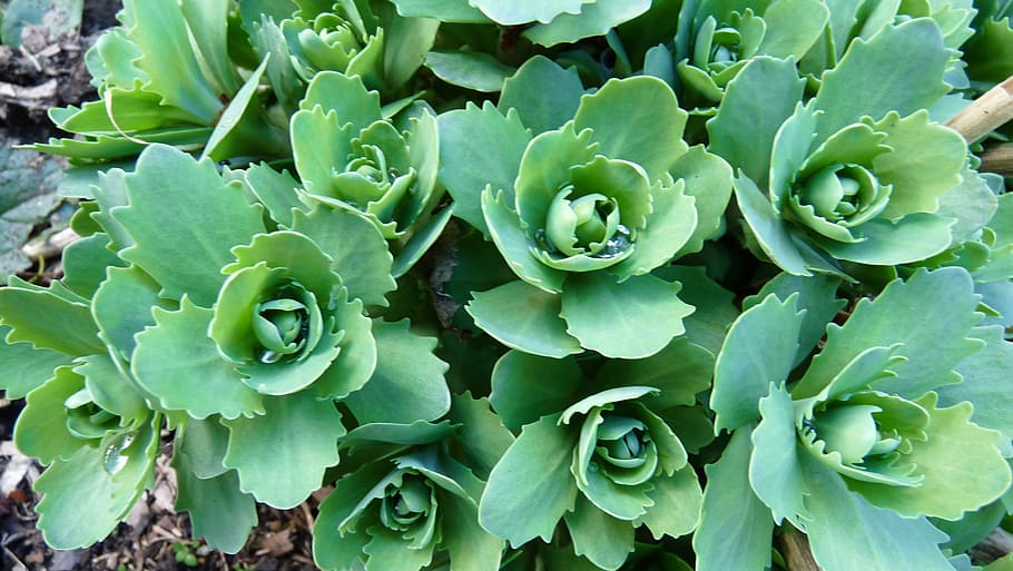 leaves, new, spring, growth, green color, plant, succulent plant HD wallpaper