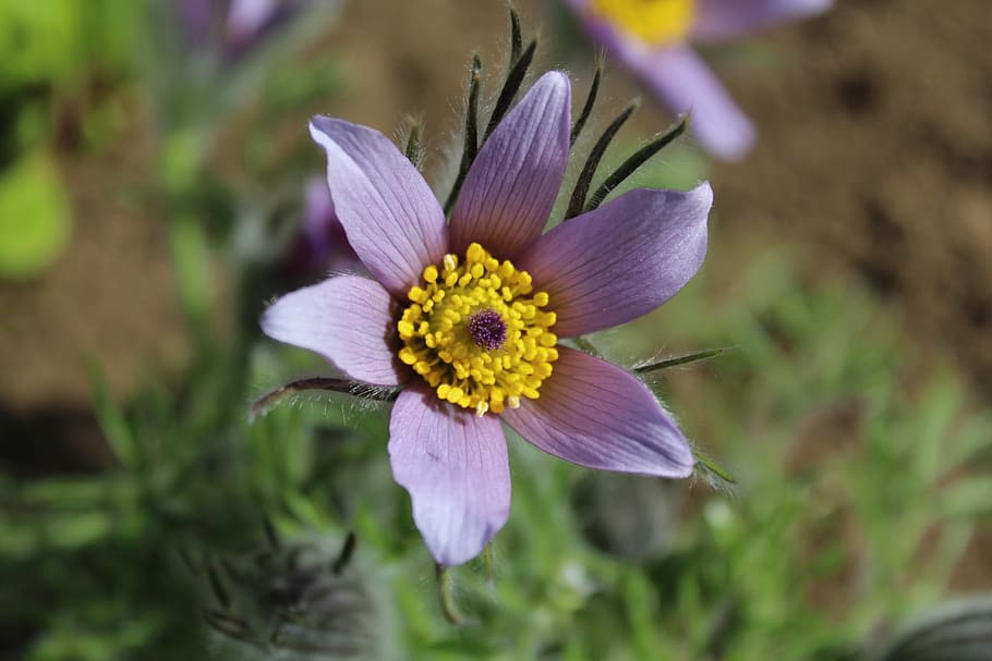 Flower, Yellow, Grass, Nature, petal, fragility, flower head HD wallpaper