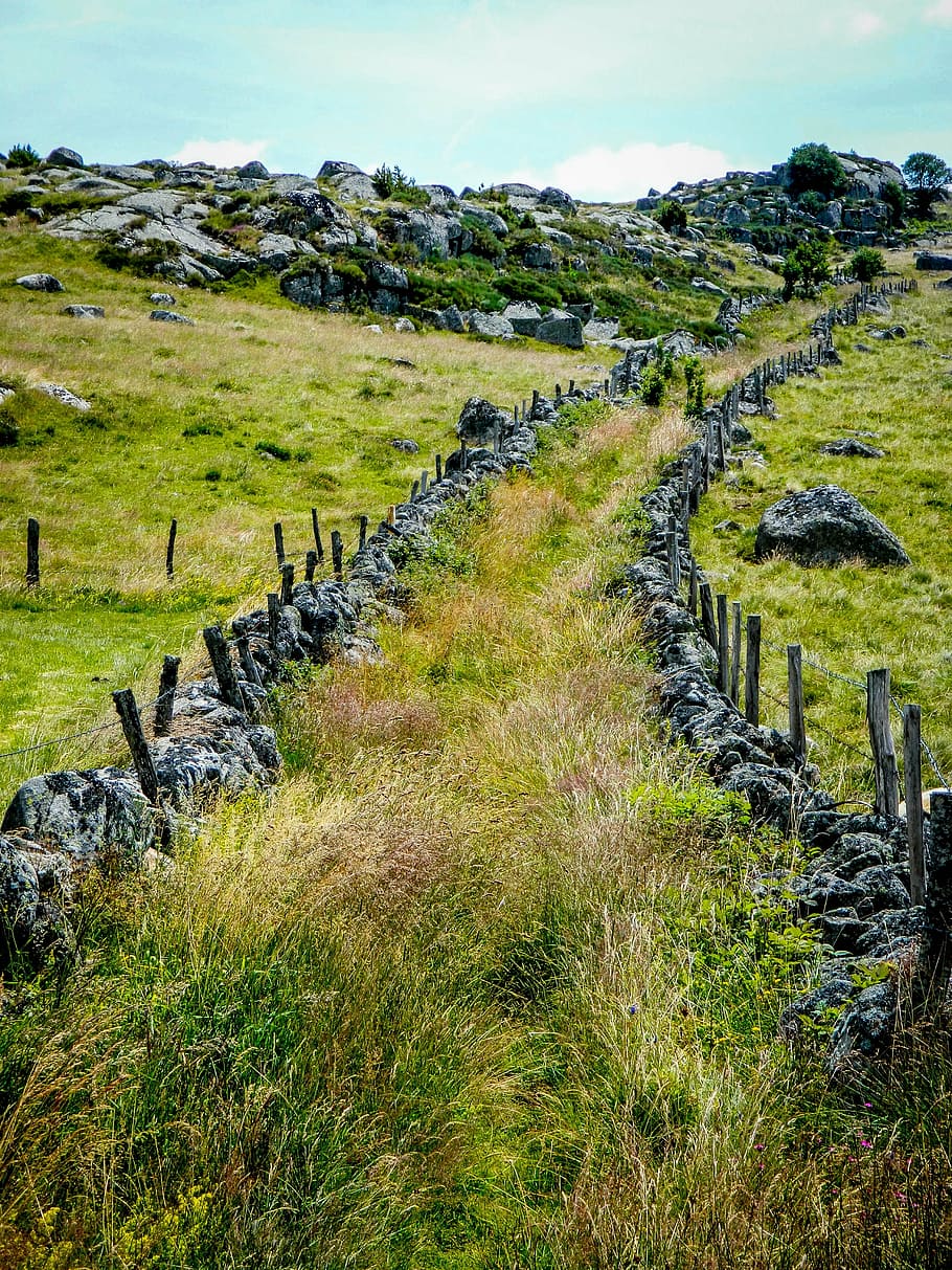 pathway surrounded by green grass, trail, aubrac, mountain path HD wallpaper