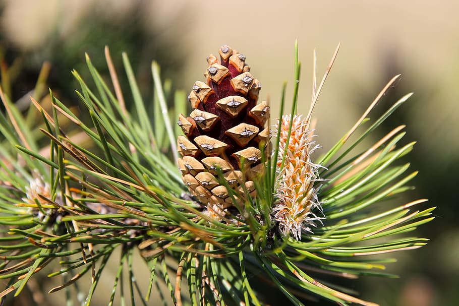 shallow depth of field photo of brown pine cone, Black Pine HD wallpaper