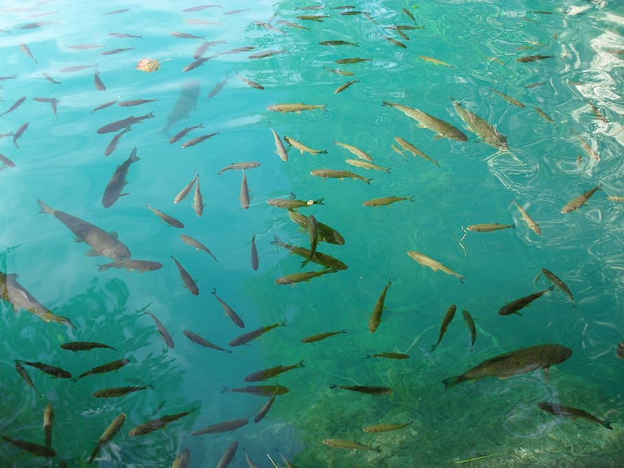 fish swarm, plitvice lakes, nature, croatia, national park, HD wallpaper