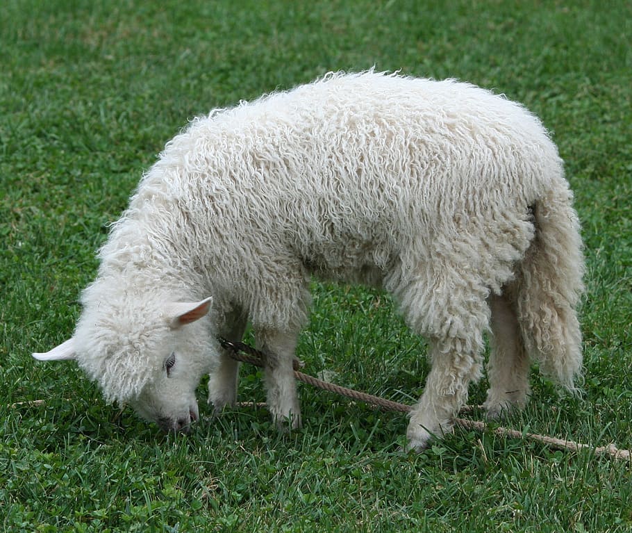 cotswold sheep, lamb, pet, wool, fleece, livestock, rural, countryside, HD wallpaper