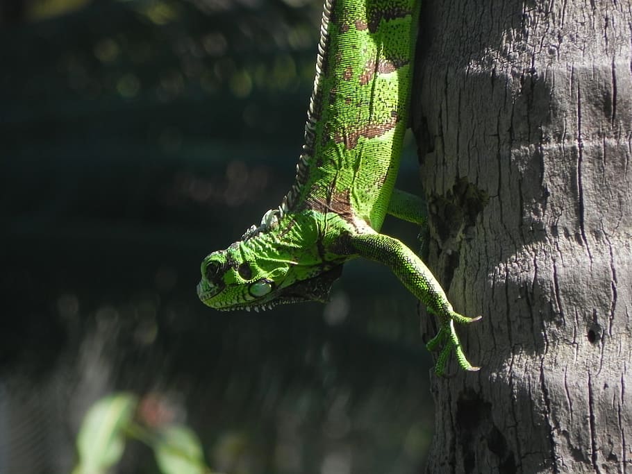 green reptile on tree trunk, green iguana climbing brown tree during daytime HD wallpaper