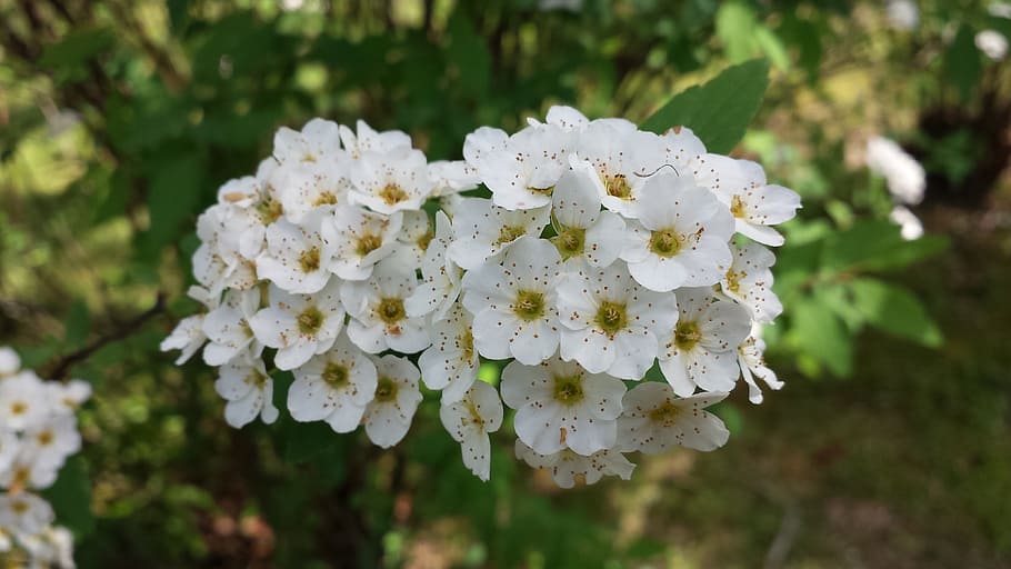 flowers, white, green, spring, blossom, leaf, petal, floral HD wallpaper