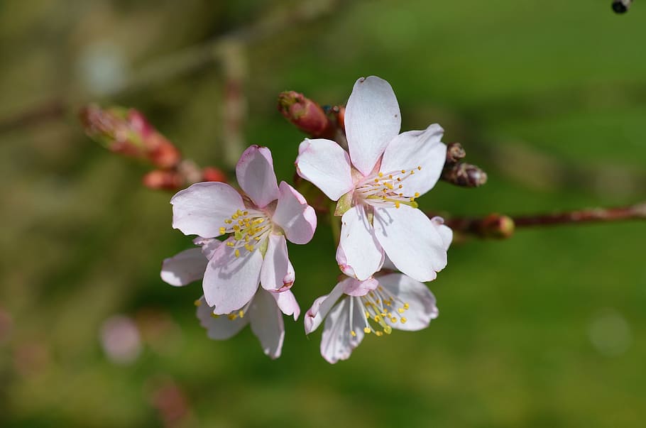 cherry blossom, bloom, spring, pink, nature, tree, flower, flowering plant HD wallpaper