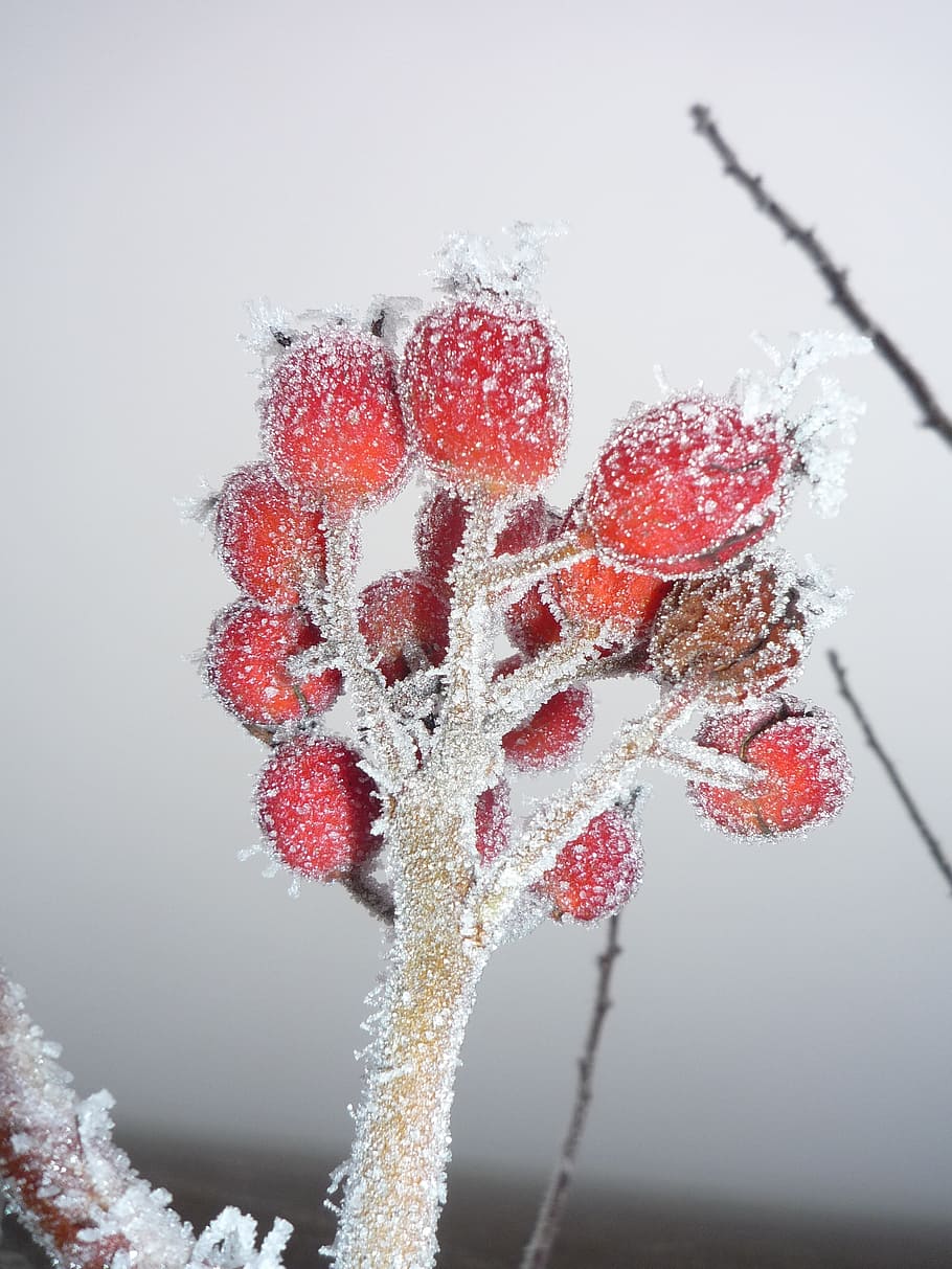 winter, snow, rau, wintry, cold temperature, frozen, close-up HD wallpaper