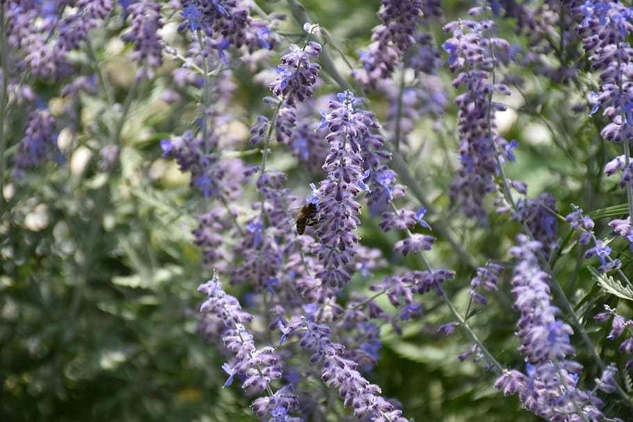 bee, flower, nature, insect, flowering plant, fragility, vulnerability HD wallpaper