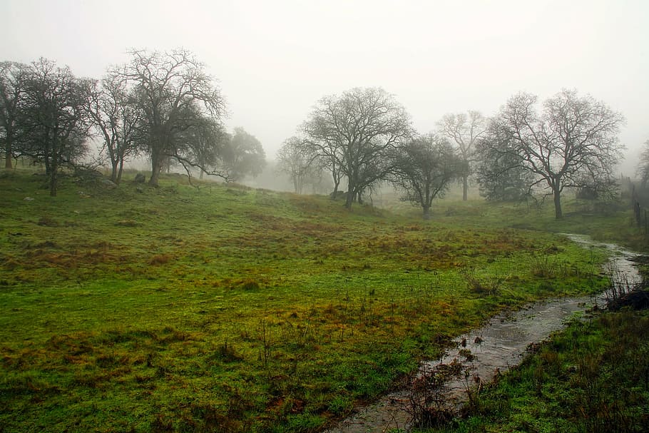 meadow, trees, landscape, stream, gully, water, creek, sunrise HD wallpaper