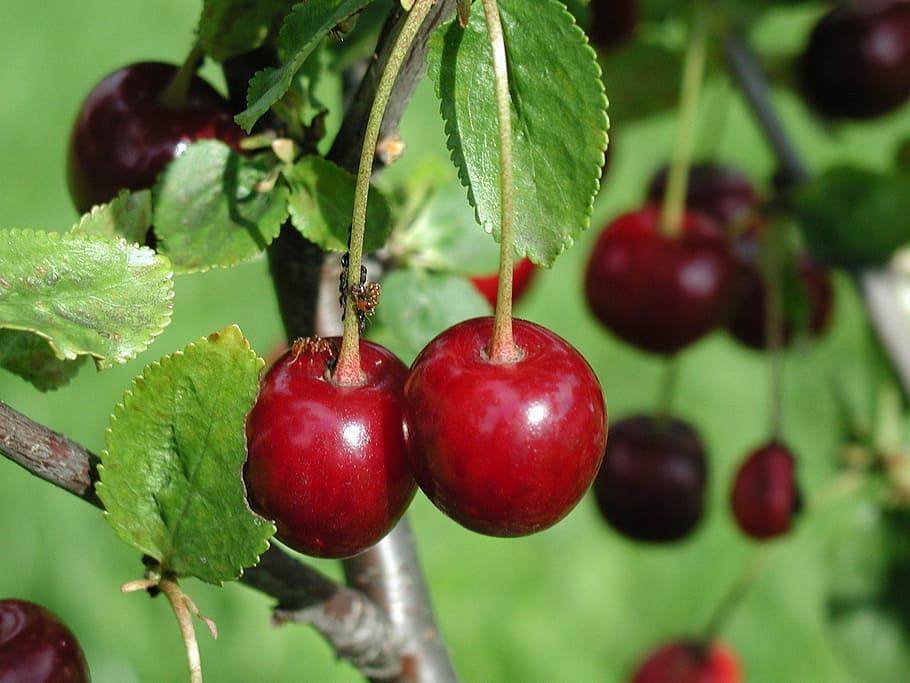 cherries, cherry, fruit, sweet, delicious, red, food, eat, berries HD wallpaper