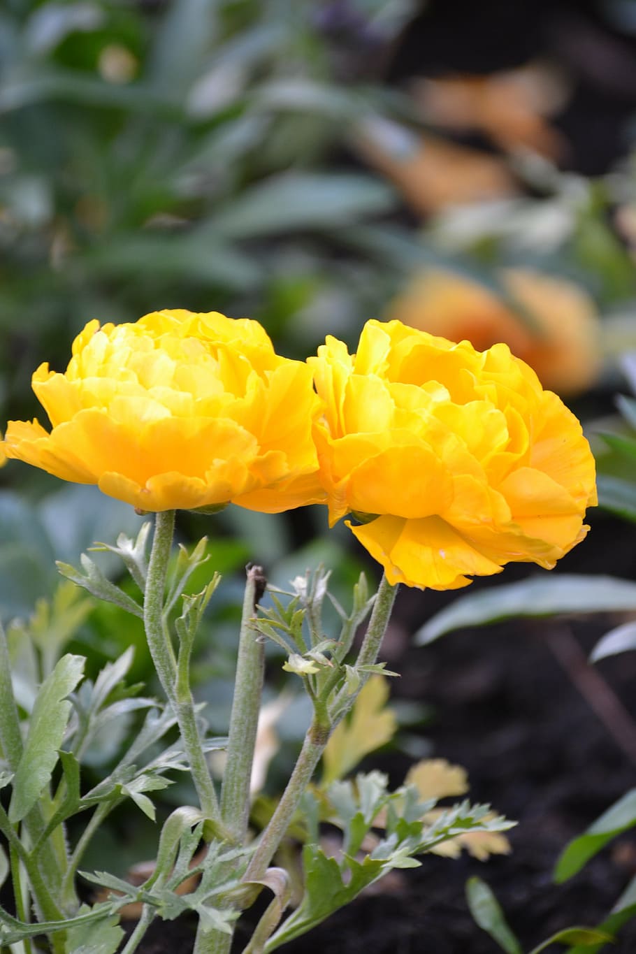 flower, yellow, close, blossom, bloom, plant, yellow flower HD wallpaper