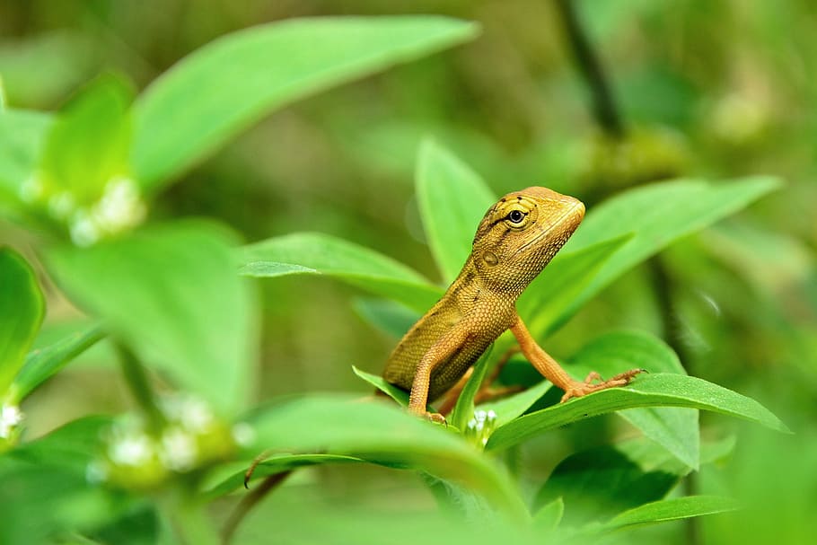 lizard, macro, wild, nature, animal, reptile, wildlife, exotic HD wallpaper