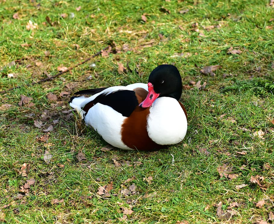 duck, feather, bill, bird, animal, water bird, animal world HD wallpaper