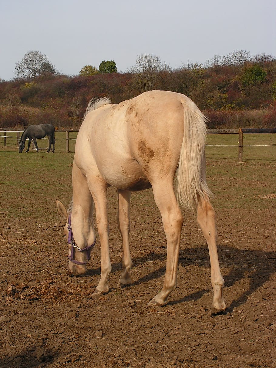 horse, grazing, range, animal themes, mammal, domestic animals HD wallpaper