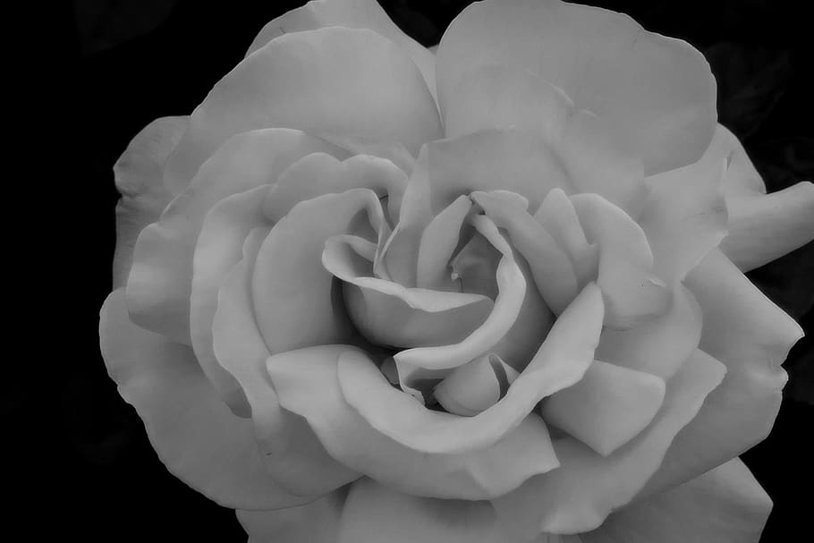 rose, white, flower, beauty in nature, flowering plant, petal HD wallpaper