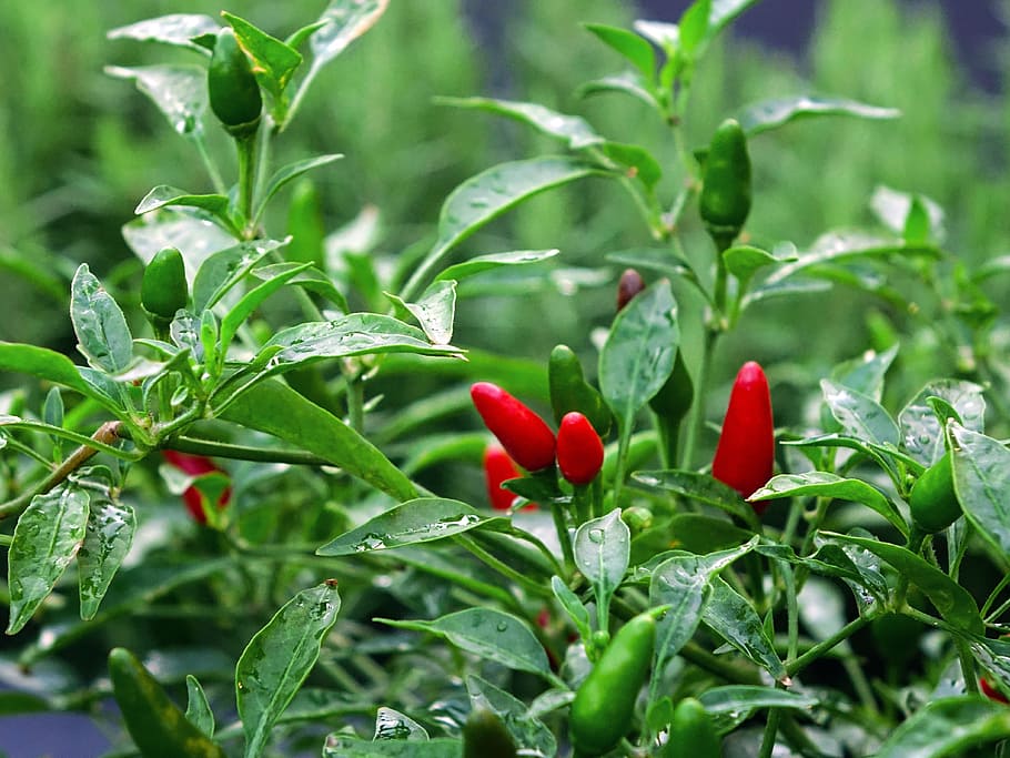 Free Png Download Green And Red Chilli Png Images Background - Mirchi PNG  Image With Transparent Background | TOPpng