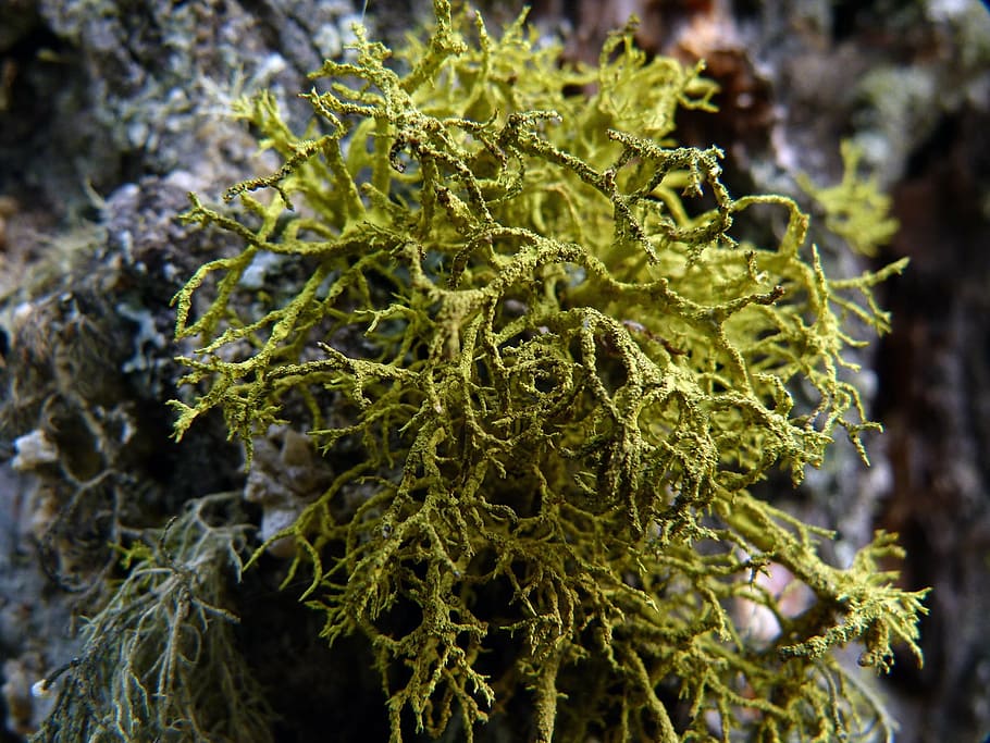 moss, nature, tree, yellow, natural, environment, season, wild HD wallpaper