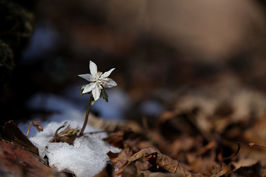 white petaled flower during daytime in close-up photography HD wallpaper