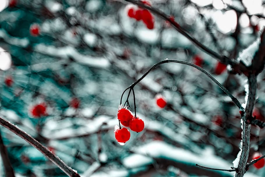 red cherries, cherry, fruit, food, orchard, trees, hdr, frozen HD wallpaper