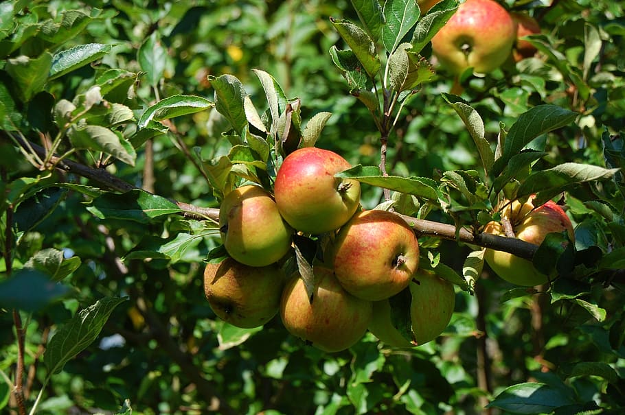 apple tree, fruit, healthy eating, food, food and drink, freshness HD wallpaper