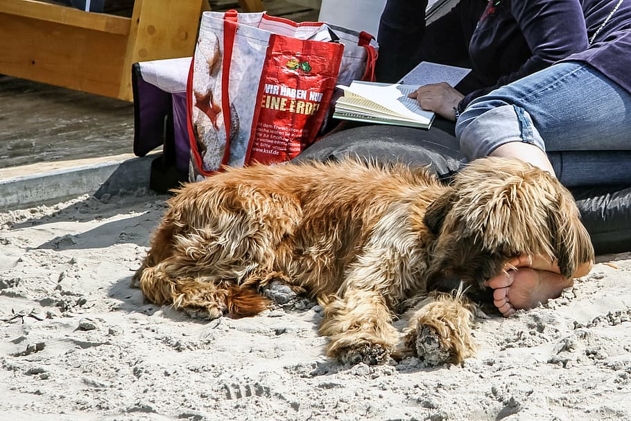 beach, dog, read, relax, enjoy, sand beach, mammal, domestic HD wallpaper
