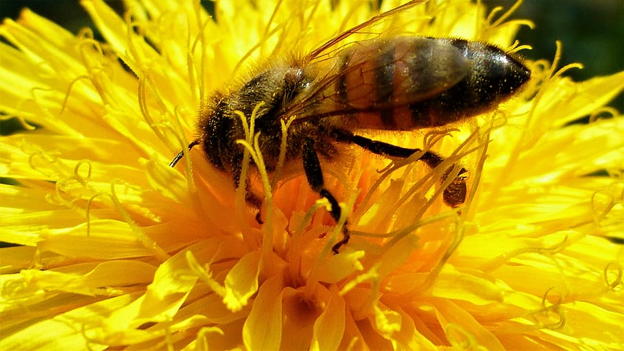 insect, nature, bee, flower, pollination, petals, pollen, forage HD wallpaper
