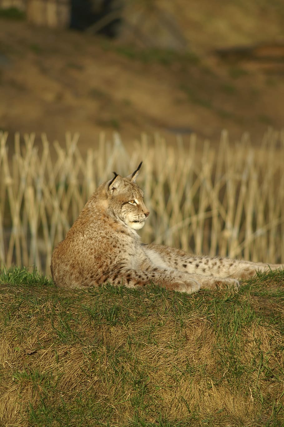 Lynx, Wildcat, animals in the wild, grass, one animal, animal wildlife HD wallpaper