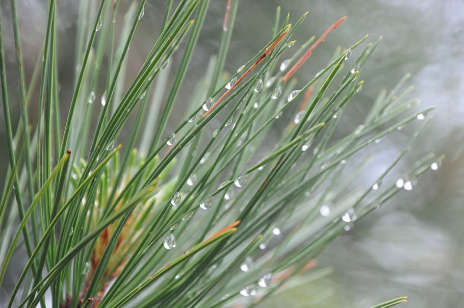Grass, Dew, Nature, plant, drop, green color, growth, wet, close-up HD wallpaper