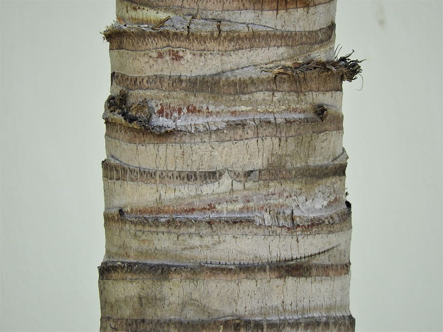 bark, tree, texture, wood, nature, trunk, plant, brown, no people HD wallpaper