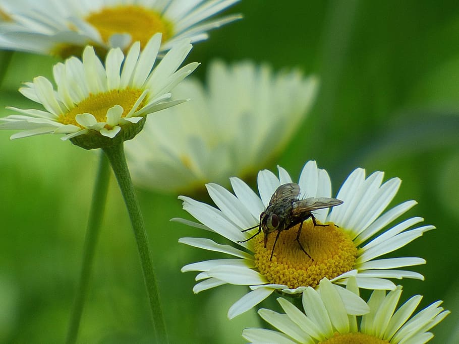 fly, blossom, bloom, insect, nature, marguerite, white, flower HD wallpaper