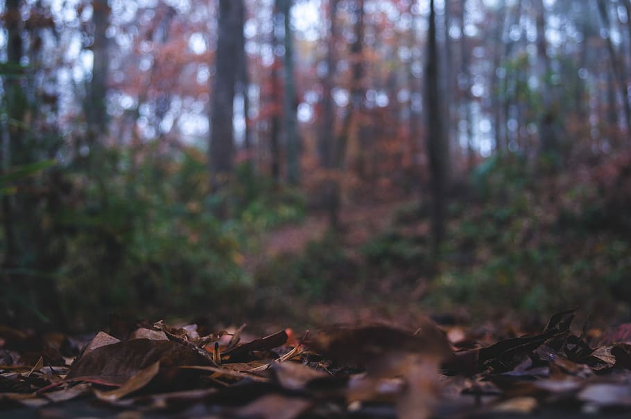depth of field of leaves and trees, selective focus photography of brown leaves HD wallpaper