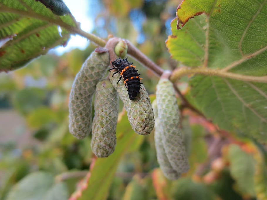 ladybird, ladybug, larva, insect, small, nature, arthropod HD wallpaper
