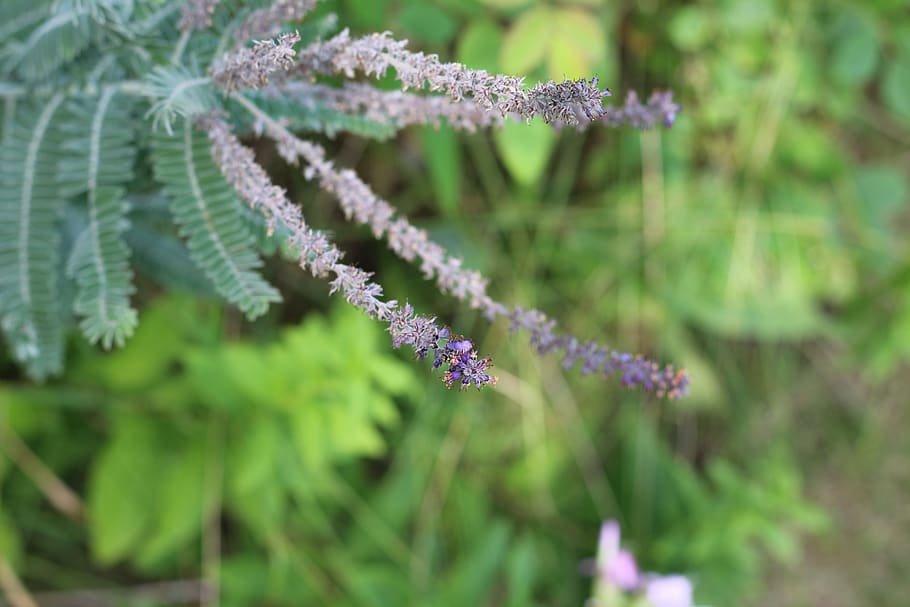 lead, plant, flower, floral, botanical, macro, nature, garden HD wallpaper