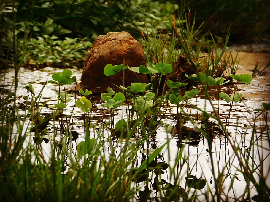 stone, water, rain, water plants, grass, lake, growth, nature HD wallpaper