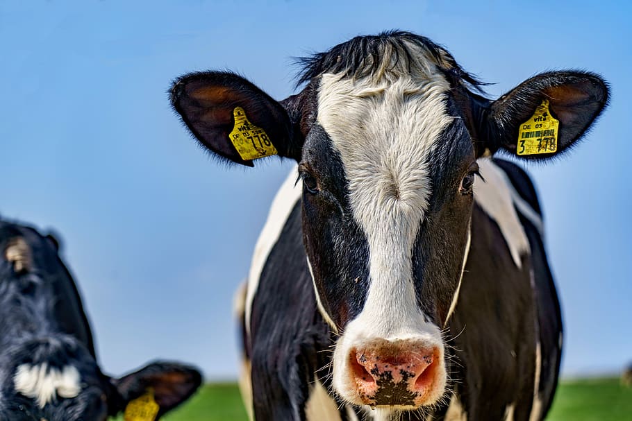 selective focus photography of black and white cow, pasture HD wallpaper