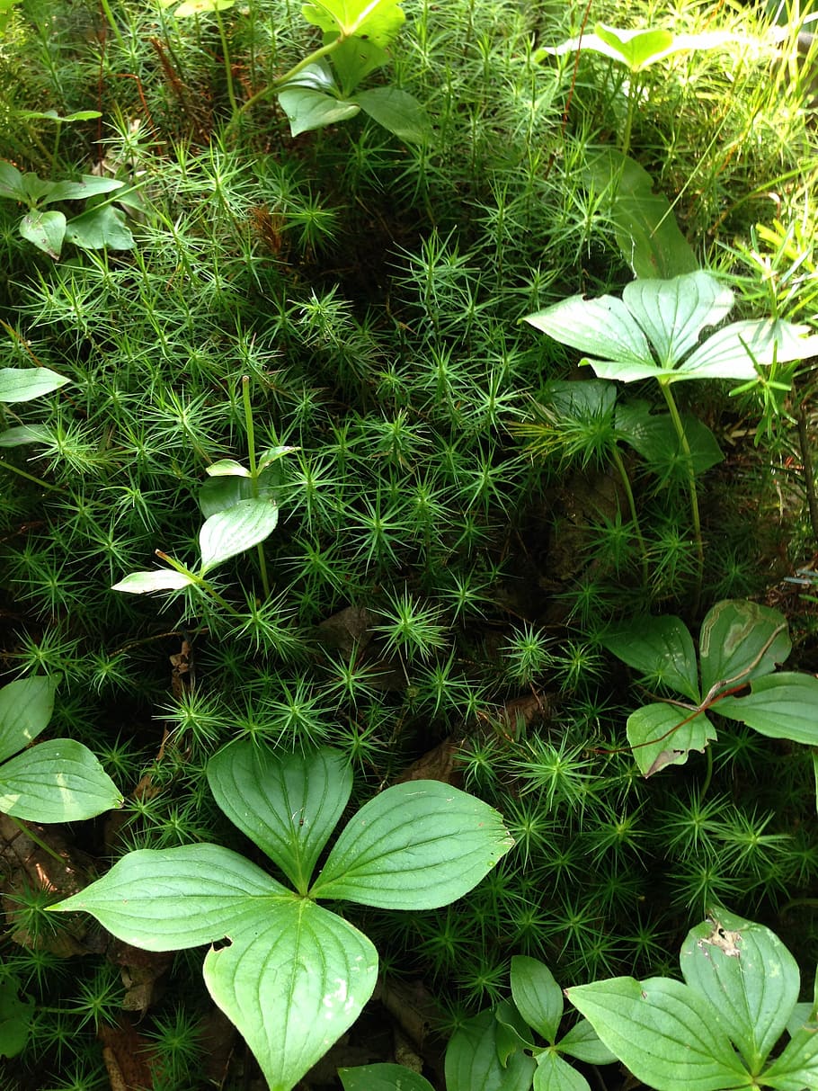 Nature, Greenery, Environment, natural, summer, plant, forest HD wallpaper