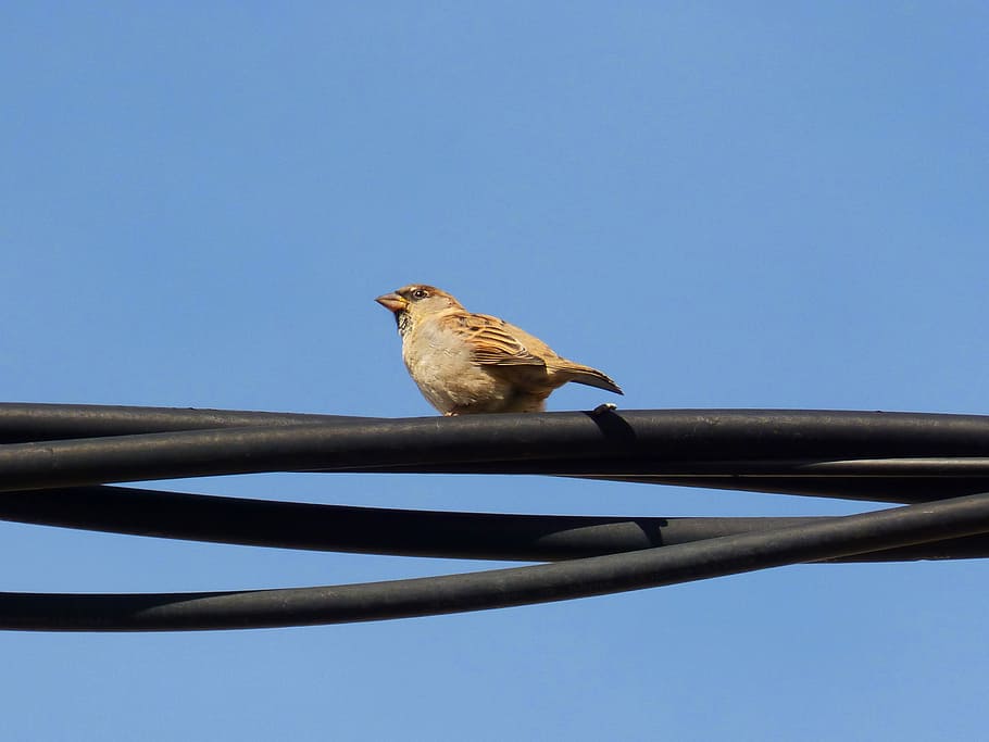 sparrow, cable, sky, one animal, animal themes, vertebrate HD wallpaper