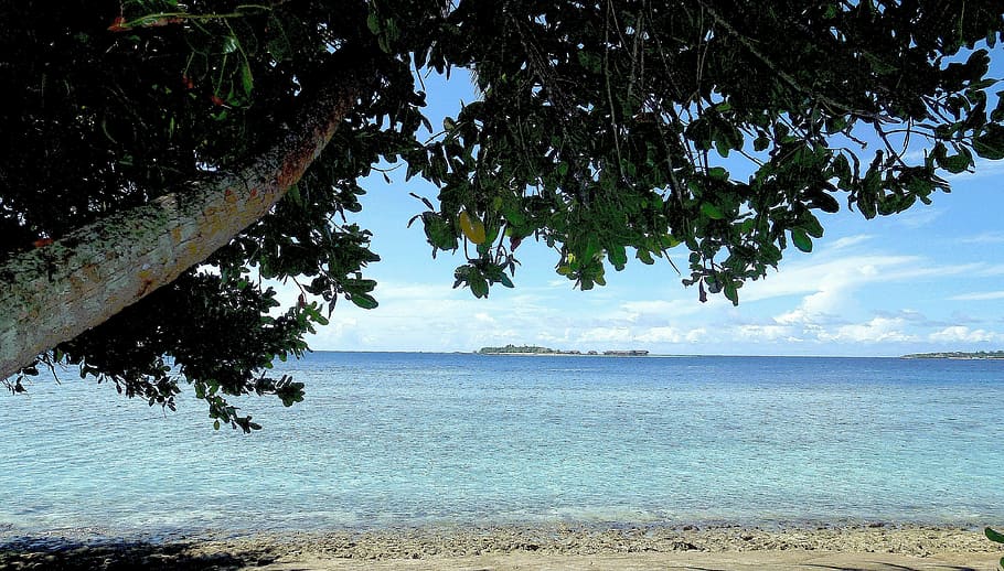 beach, ocean, blue, waters, tree, plant, beauty in nature, tranquility HD wallpaper