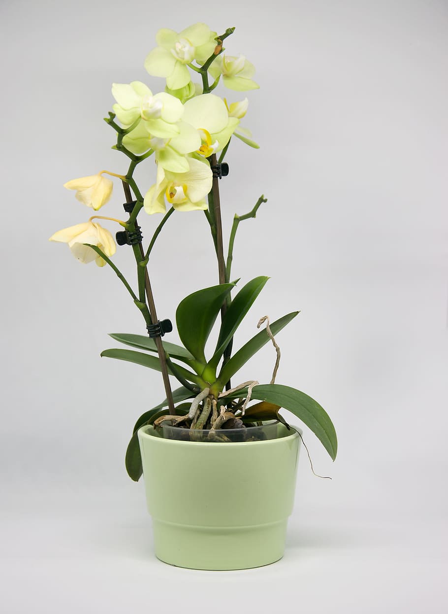 plant, flower, leaf, nature, growth, orchid, flora, branches HD wallpaper