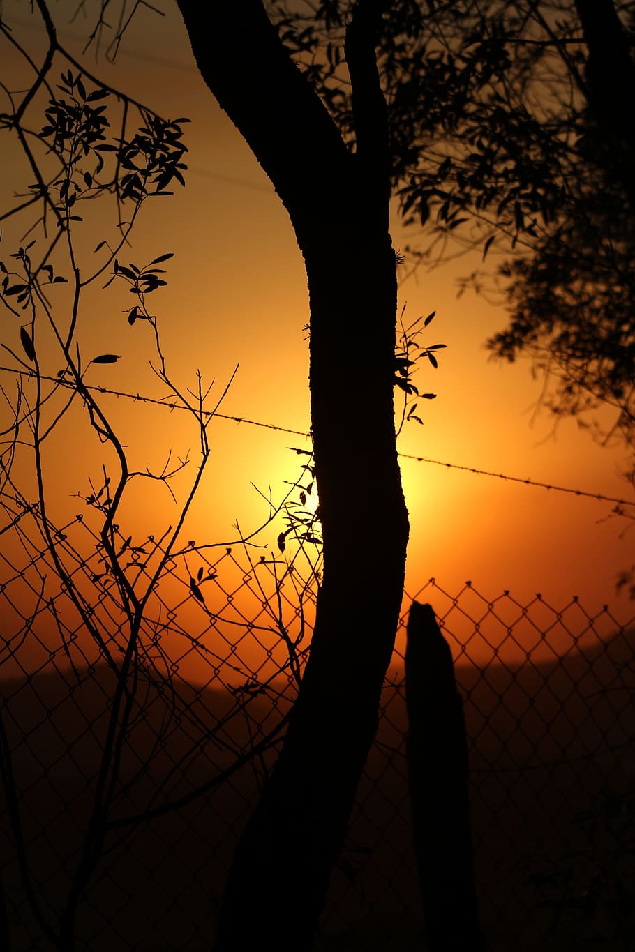 Tree, Light, Sol, Sunset, Finale, against light, eventide, nature HD wallpaper