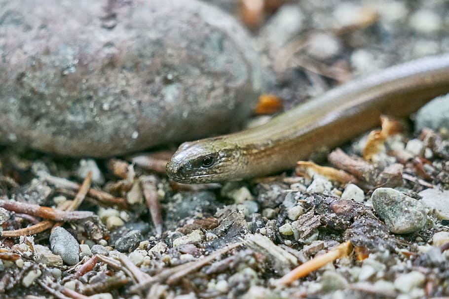 Slow Worm, Worm, Lizard, Crawl, Reptile, Snake, animal, nature HD wallpaper