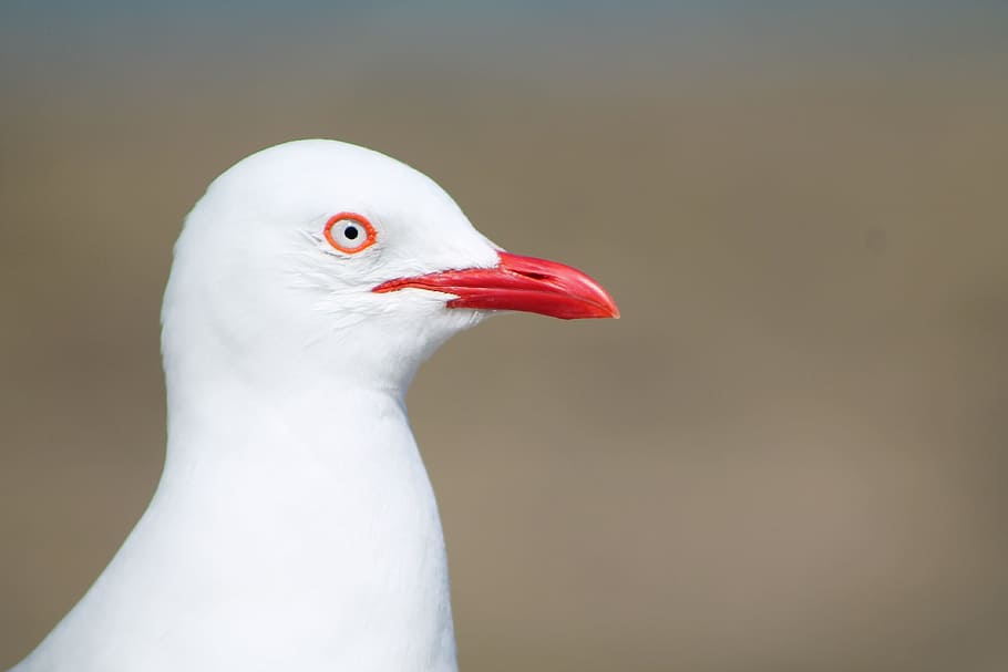 Seagull, Bird, White, animal, nature, wildlife, beak, one Animal HD wallpaper