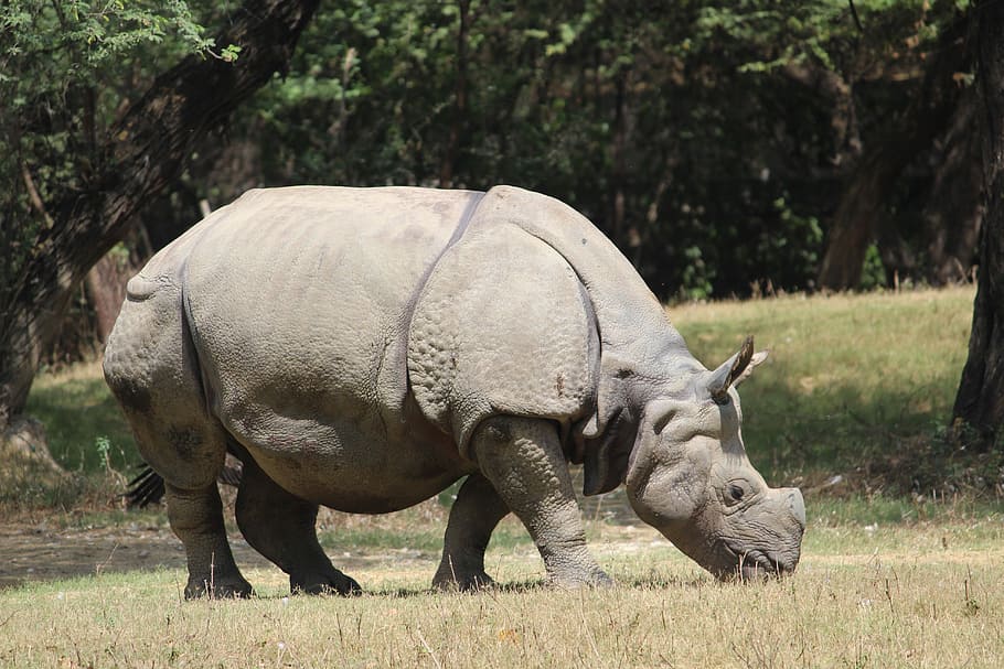 rhinoceros, zoo, animal, wildlife, nature, mammal, big, safari, HD wallpaper