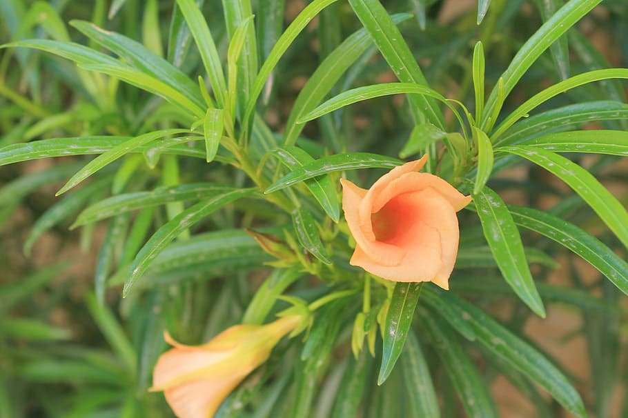 orange, flowers, green, plant, freshness, beauty in nature HD wallpaper