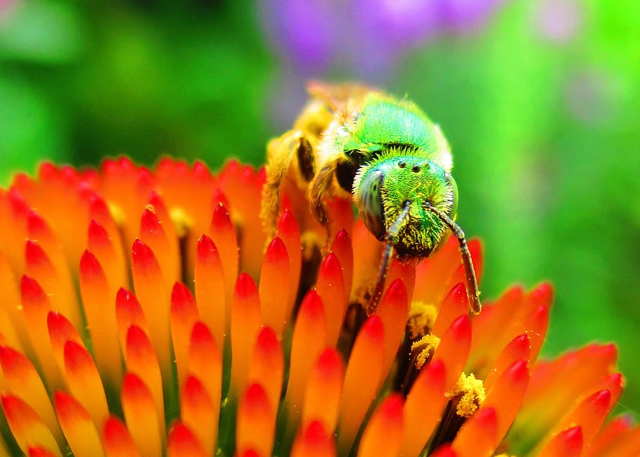Metallic, Pollinator, Bee, green, flower, one animal, insect HD wallpaper