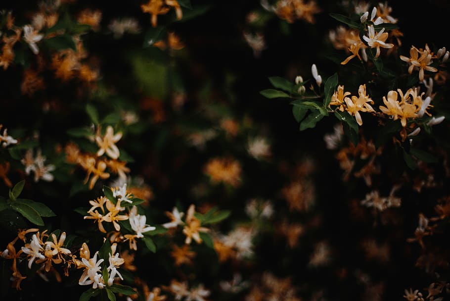 Ixora plant, selective focus photography of orange and white petaled flowers HD wallpaper