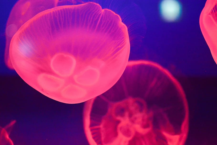 red jelly fishes in body of water, jellyfish, aquarium, fish tank