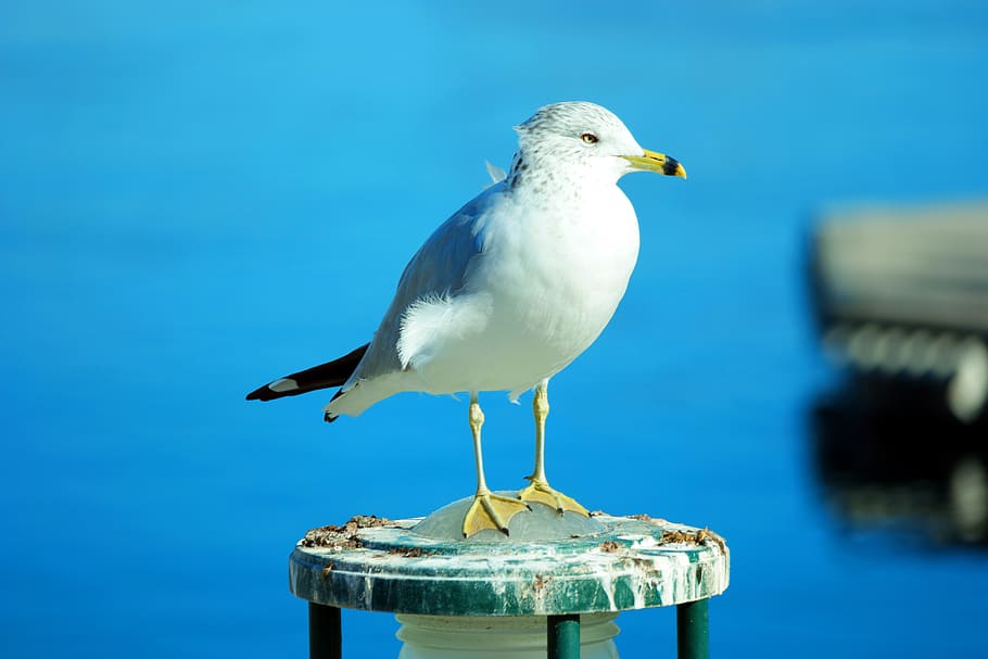 seagull, bird, nature, flying, wildlife, river, waterfowl, animals HD wallpaper