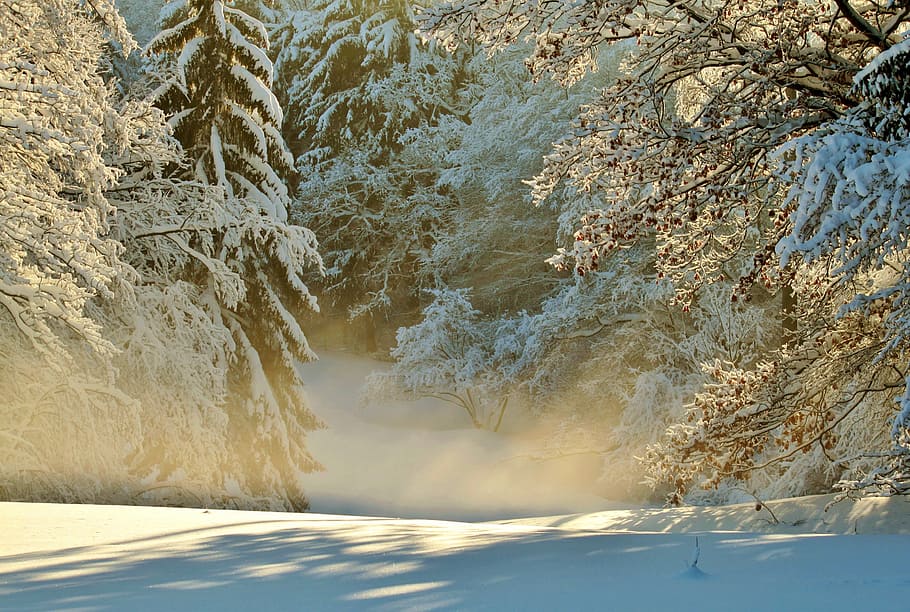 green trees with snow, winter, wintry, snowy, winter dream HD wallpaper