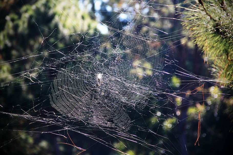 Cobweb, Threads, Stretched, spider web, fragility, trapped HD wallpaper