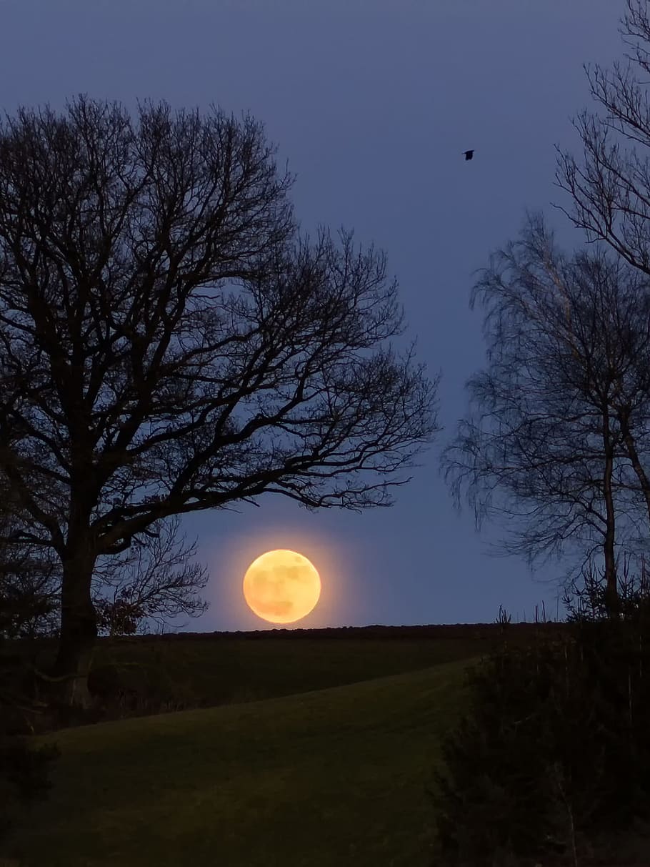 full moon, tree, nature, dusk, landscape, section, sky, scenics - nature HD wallpaper